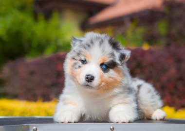 Avustralya çoban köpeği mavi mermer köpek yavrusu parkta