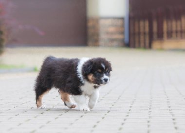 Avustralya çoban köpeği parkta üç renkli