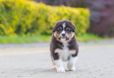 Avustralya çoban köpeği parkta üç renkli