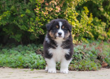 Avustralya çoban köpeği parkta üç renkli