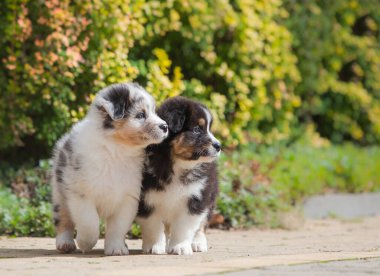 Yeni doğmuş Avustralyalı çoban yavruları