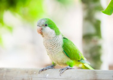 Green parrot, kalita monks in the park clipart