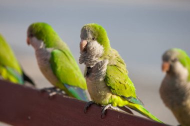 Green parrot, kalita monks in the park clipart