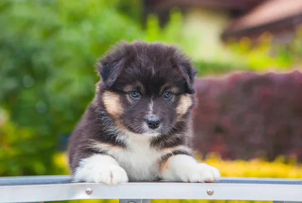 Australian Shepherd Tricolor Puppy Park — Stock Photo, Image