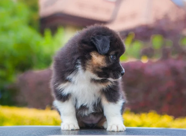 Australian Shepherd Tricolor Puppy Park — Stock Photo, Image