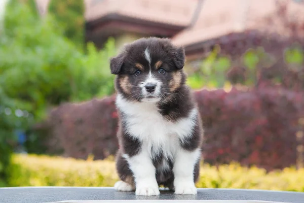 公園でオーストラリアの羊飼いの三色の子犬 — ストック写真