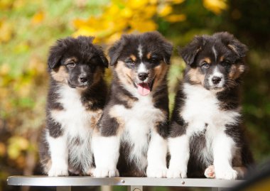 Parkta üç Avustralya çoban köpeği var.