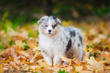 Avustralya çoban köpeği mavi mermer köpek yavrusu parkta