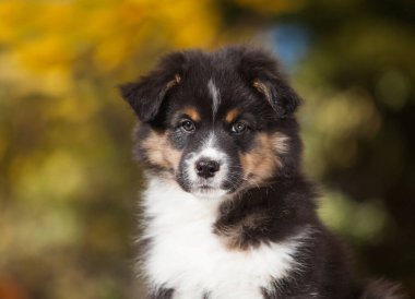 Avustralya çoban köpeği parkta üç renkli
