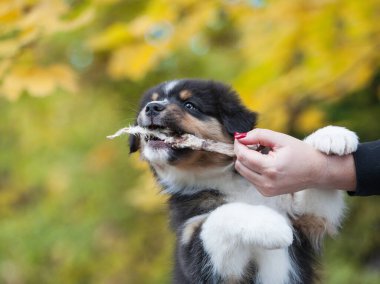 Avustralya çoban köpeği parkta üç renkli