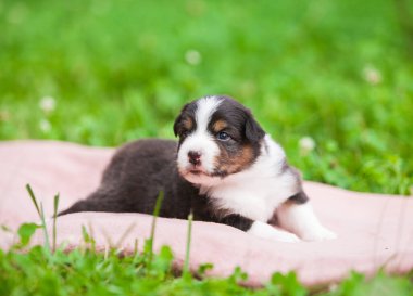 Avustralya çoban köpeği parkta üç renkli