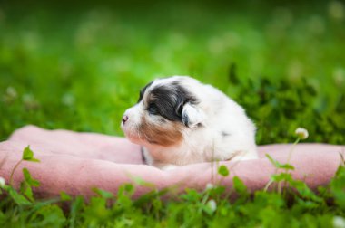 Avustralya çoban köpeği mavi mermer köpek yavrusu parkta