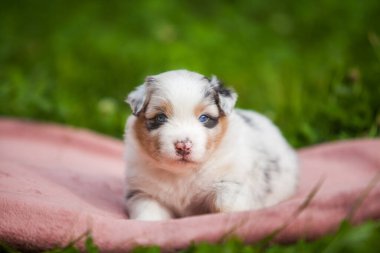 Avustralya çoban köpeği mavi mermer köpek yavrusu parkta