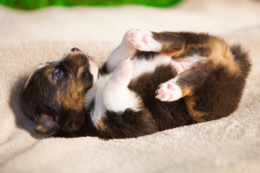 Yeni doğan üç renkli Avustralya çoban köpeği.