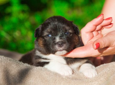 Yeni doğan üç renkli Avustralya çoban köpeği.