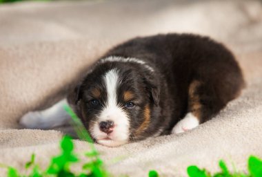 Yeni doğan üç renkli Avustralya çoban köpeği.
