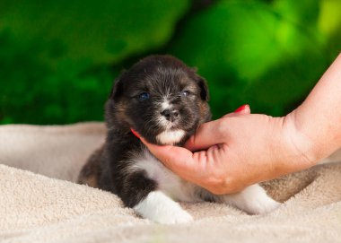 Yeni doğan üç renkli Avustralya çoban köpeği.