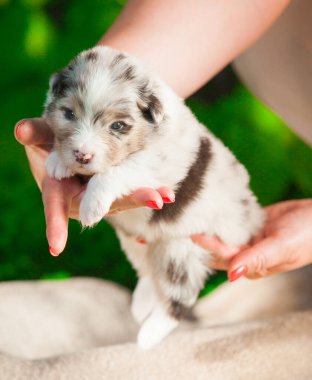 Yeni doğmuş Avustralya çoban köpeği mavi bilye