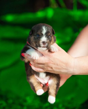 Yeni doğan üç renkli Avustralya çoban köpeği.