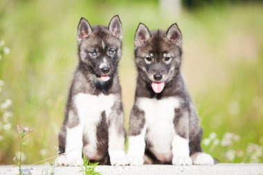 Kurda benzeyen bir köpek yavrusu.