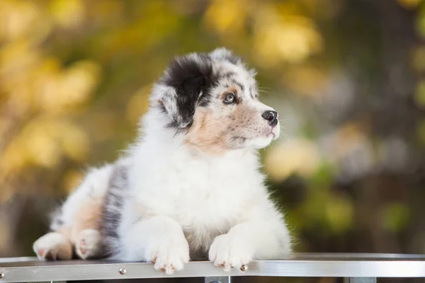 Australische Herder Blauw Marmer Puppy Het Park — Stockfoto