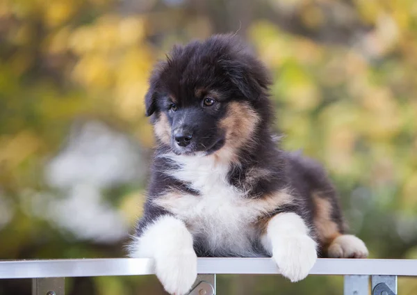 Australiska Shepherd Tricolor Valp Parken — Stockfoto