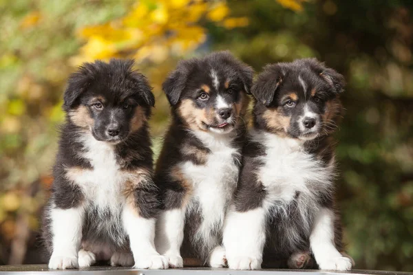 Drie Australische Herder Puppies Het Park — Stockfoto
