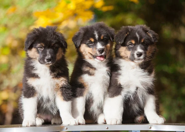 Drie Australische Herder Puppies Het Park — Stockfoto