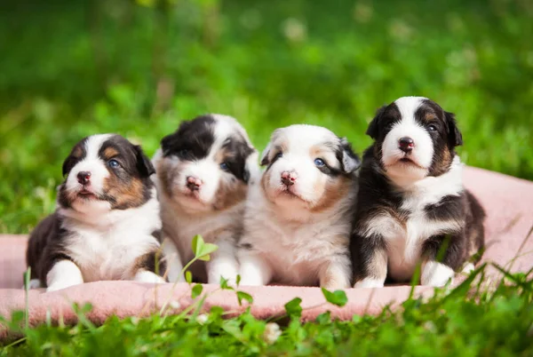 Camada Cachorros Recién Nacidos Pastor Australiano — Foto de Stock