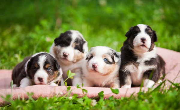 Camada Cachorros Recién Nacidos Pastor Australiano — Foto de Stock
