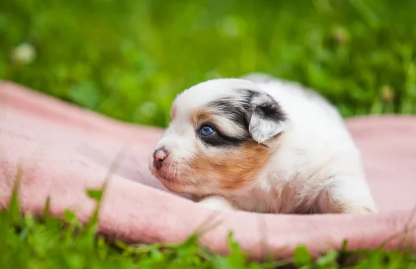 Australian Shepherd Blue Marble Puppy Park — Stock Photo, Image