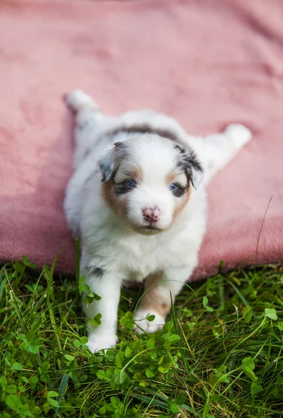 Australian Shepherd Blue Marble Puppy Park — Stock Photo, Image