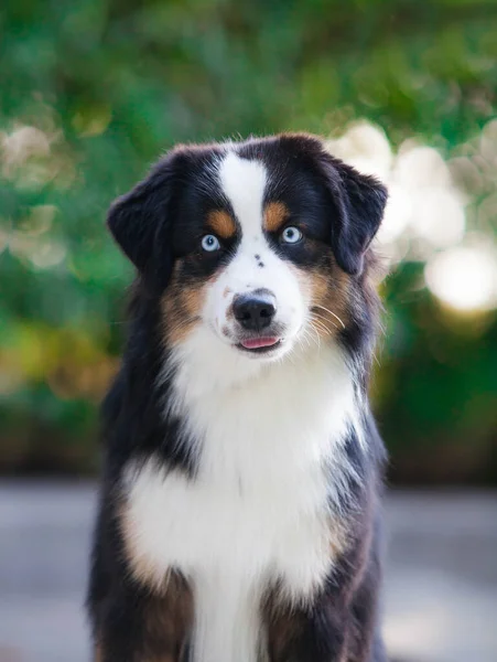 Tricolor Σκύλος Φυλή Miniature American Shepherd — Φωτογραφία Αρχείου