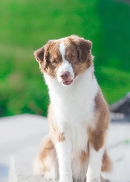 Kahverengi Köpek Minyatür Amerikan Çobanı — Stok fotoğraf
