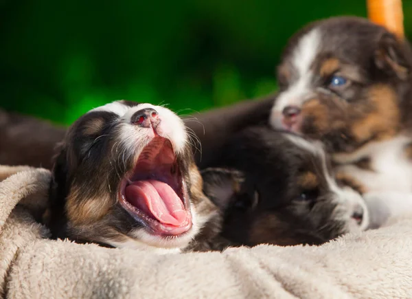 Pasgeboren Driekleurige Australische Herder Puppy — Stockfoto