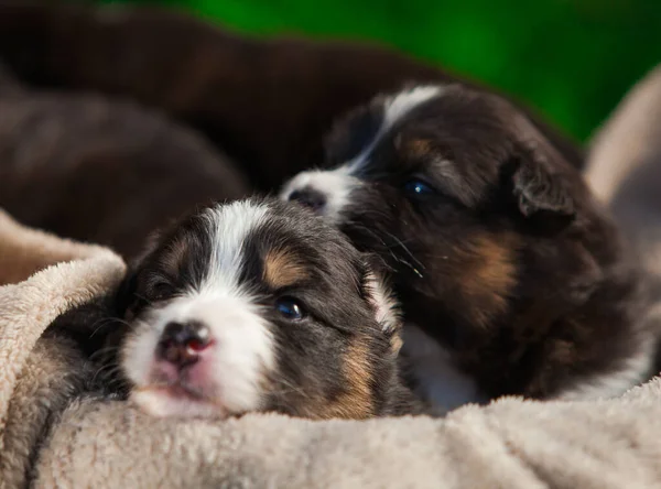Pasgeboren Driekleurige Australische Herder Puppy — Stockfoto