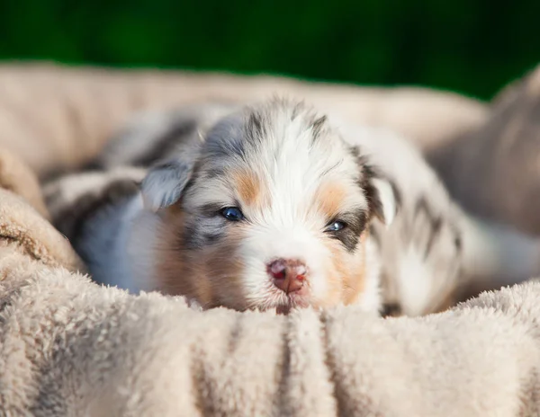 Pasgeboren Australische Herder Puppy Blauw Marmer — Stockfoto