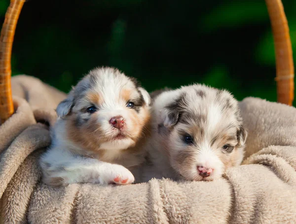 Pasgeboren Australische Herder Puppy Blauw Marmer — Stockfoto