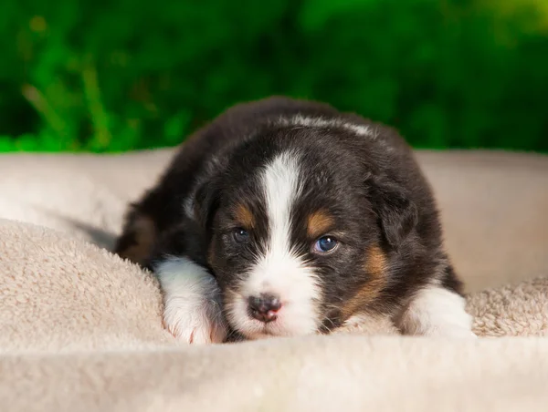 Newborn Tricolor Australian Shepherd Puppy — Stock Photo, Image