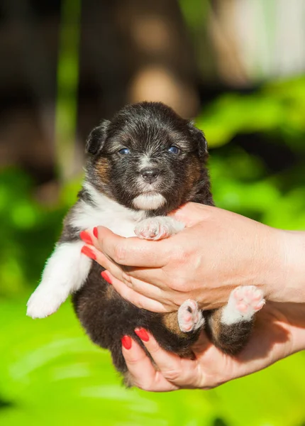 Yeni doğan üç renkli Avustralya çoban köpeği.