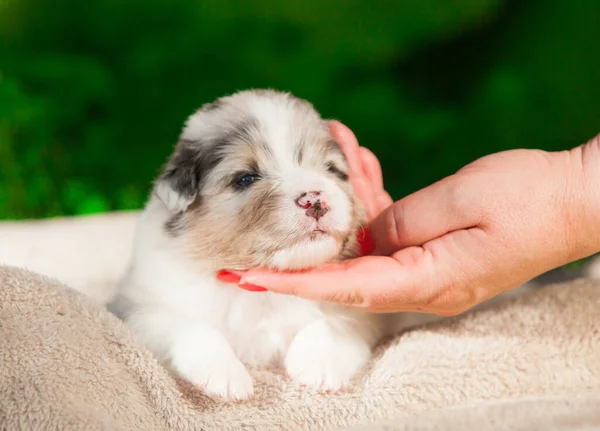 stock image Newborn Australian Shepherd puppy blue marble