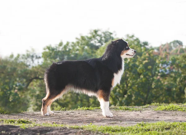 Трехцветная Собака Породы Миниатюрная Американская Овчарка — стоковое фото