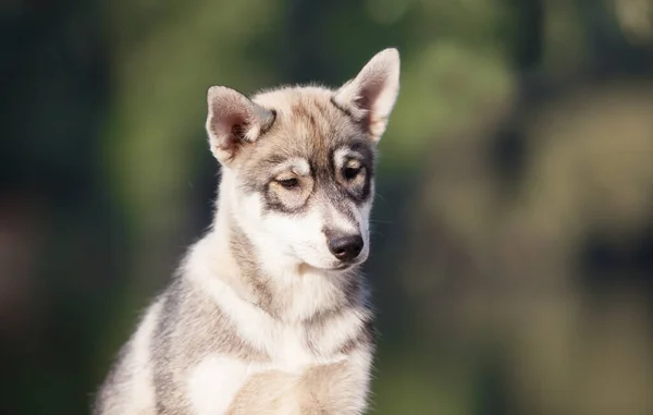 Husky Štěně Které Vypadá Jako Vlk — Stock fotografie