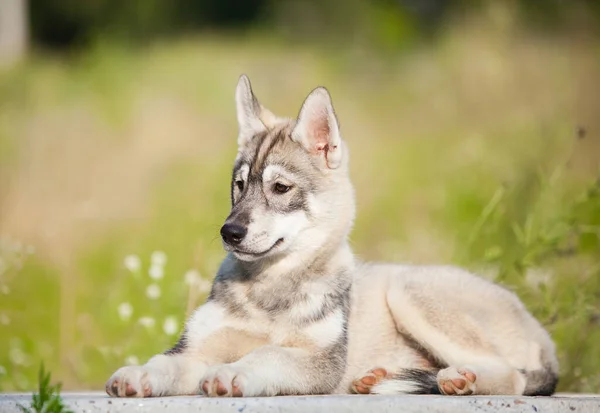 オオカミのように見えるハスキー子犬 — ストック写真