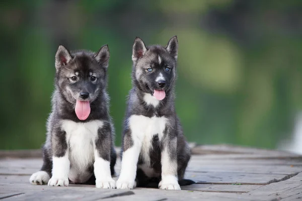 Husky Cachorro Que Parece Lobo —  Fotos de Stock