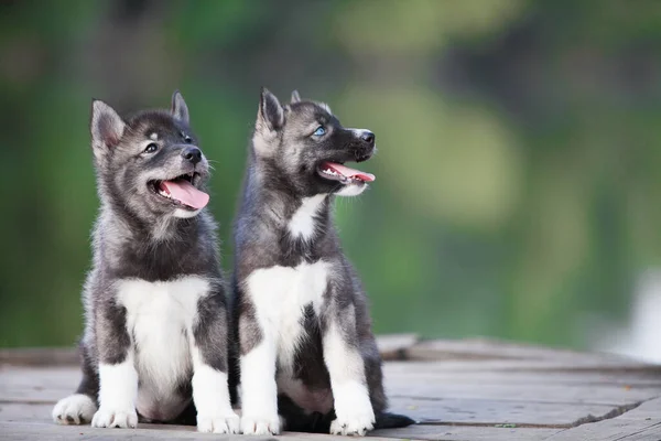 Husky Puppy Looks Wolf — Stock Photo, Image