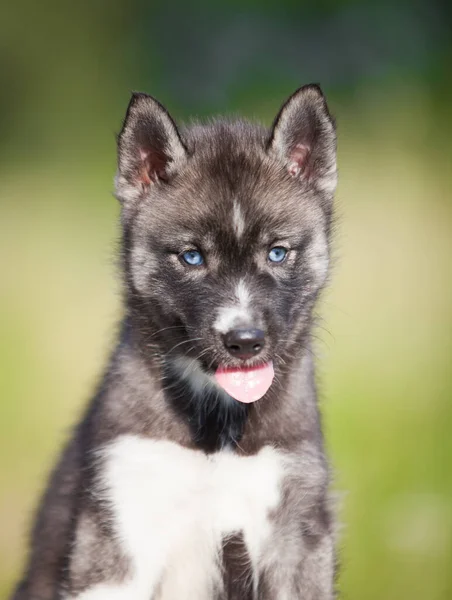 Husky Cachorro Que Parece Lobo — Foto de Stock
