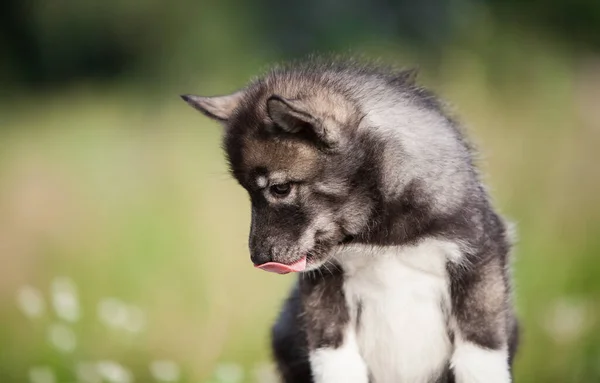 Kurda Benzeyen Bir Köpek Yavrusu — Stok fotoğraf