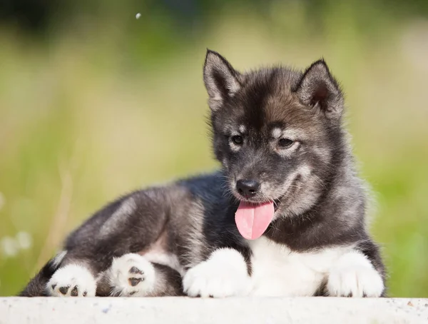 Husky Cachorro Que Parece Lobo —  Fotos de Stock