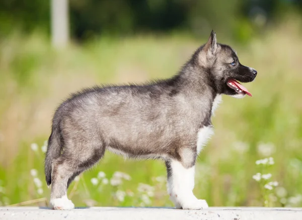 늑대처럼 허스키 강아지 — 스톡 사진